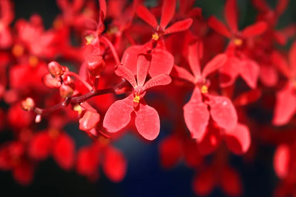 Cerca encima de fondo rojo de la orquídea — Foto de Stock