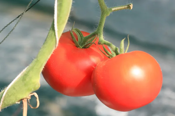 Bliska pomidory w ogrodzie — Zdjęcie stockowe