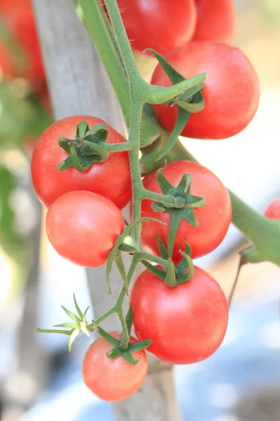 Gruppe roter Tomaten im Garten — Stockfoto