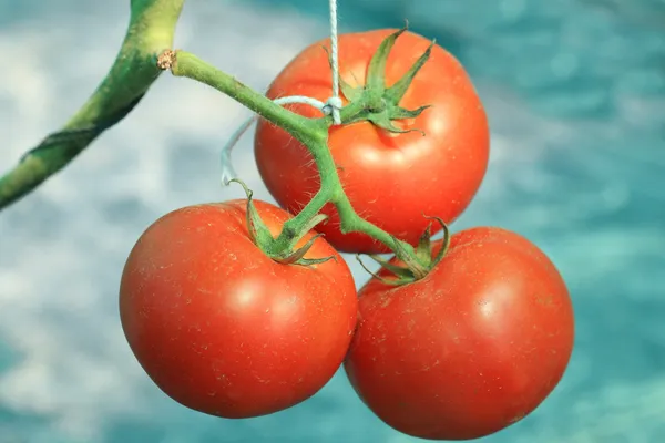Bliska świeżych pomidorów w ogrodzie — Zdjęcie stockowe