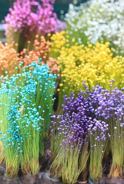 Renkli küçük çim çiçek kadar yakın — Stok fotoğraf