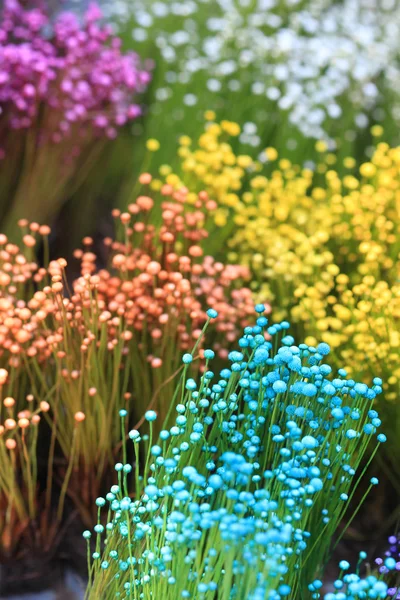 Cerca de la pequeña flor de hierba colorido — Foto de Stock