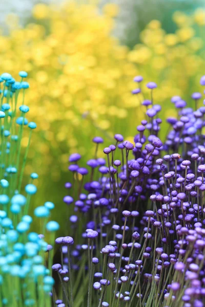 Close up colorful small grass flower — Stock Photo, Image