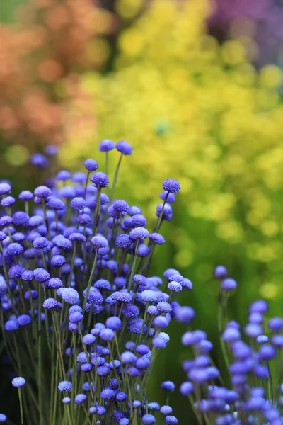 Vicino colorato piccolo fiore di erba — Foto Stock