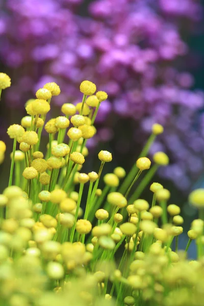 Renkli küçük çim çiçek kadar yakın — Stok fotoğraf