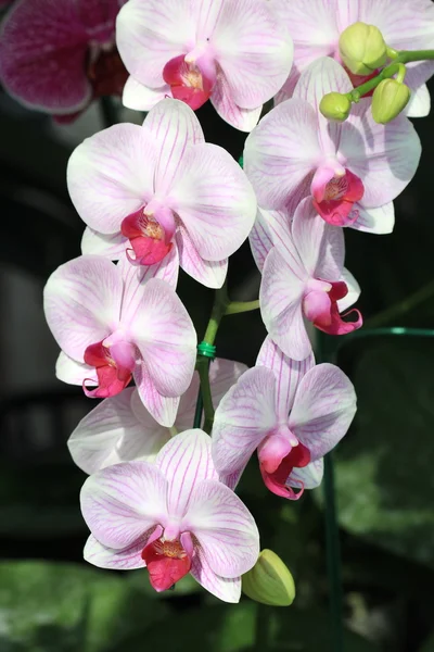 Close up pink Phalaenopsis orchid — Stock Photo, Image