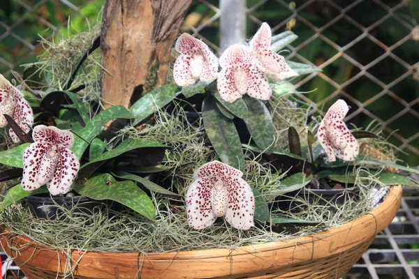 Cerca de la orquídea zapatilla de señora —  Fotos de Stock
