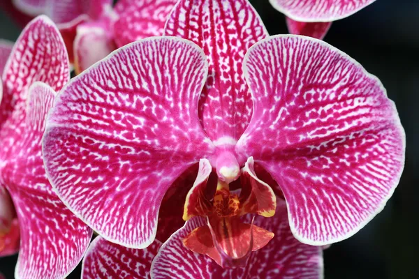 Close up pink Phalaenopsis orchid — Stock Photo, Image