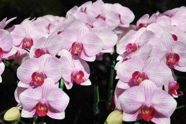 Закрыть розовый Phalaenopsis, орхидея — стоковое фото
