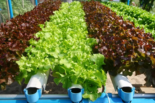 Hidroponía horticultura, verdura fresca —  Fotos de Stock