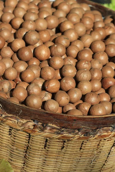 Close up macadamia nuts in basket — Stock Photo, Image
