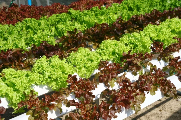 Hydroponics vegetable farming , fresh vegetable