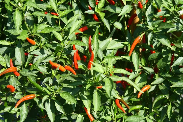 Red chili in garden , Thailand — Stock Photo, Image