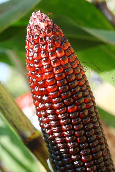 Close up purple corn in garden — Stock Photo, Image