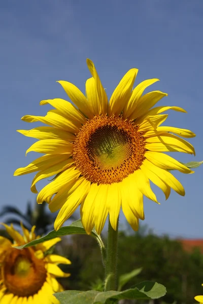Close up sunflower and sky — Stock Photo, Image