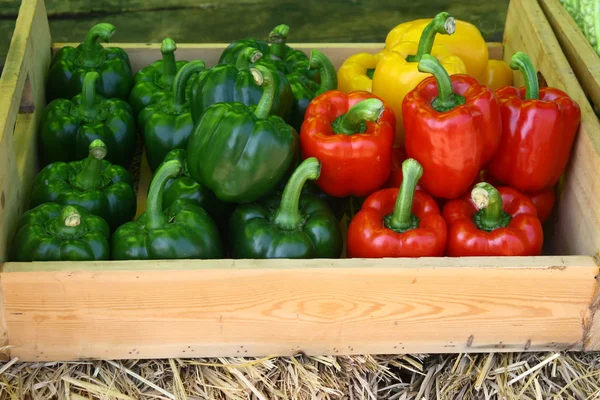Nahaufnahme bunter Paprika auf dem Markt — Stockfoto
