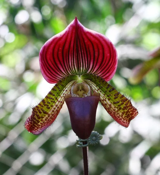 Close up Lady Slipper Orchid Paphiopedilum — Stock Photo, Image