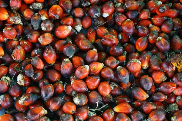 Close up palm oil seed background — Stock Photo, Image