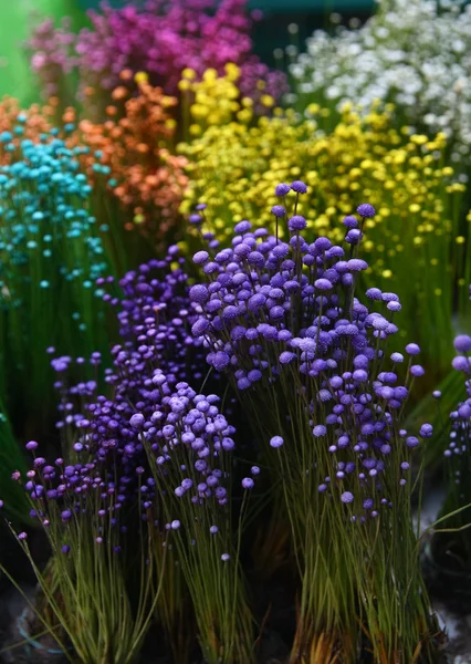 Pequeña flor de hierba colorida en el jardín — Foto de Stock