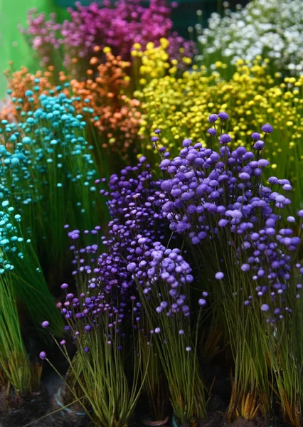 Pequeña flor de hierba colorida en el jardín — Foto de Stock