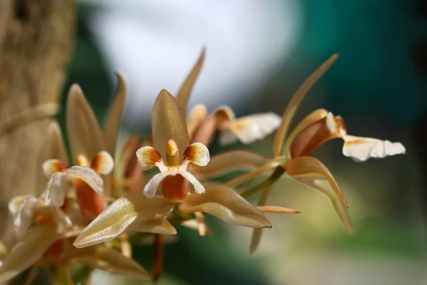 Lähikuva pieni orkidea Thaimaassa — kuvapankkivalokuva