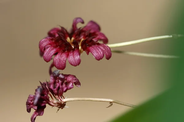 Close up pequena orquídea na Tailândia — Fotografia de Stock