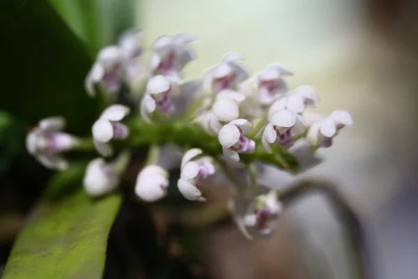 Primer plano pequeña orquídea en Tailandia — Foto de Stock