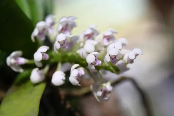 Primer plano pequeña orquídea en Tailandia — Foto de Stock