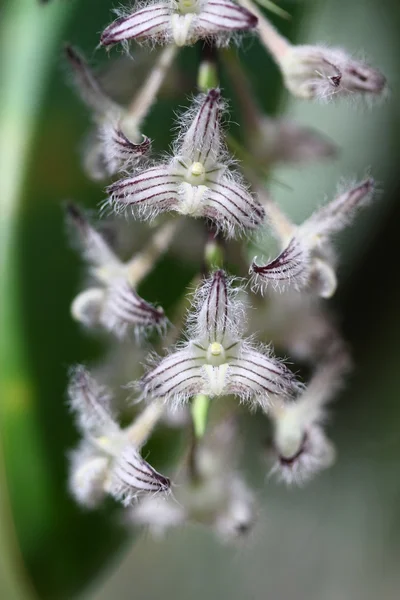 Primer plano orquídea blanca, Tailandia — Foto de Stock