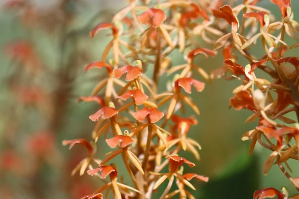 Fechar até a orquídea alaranjada pequena — Fotografia de Stock