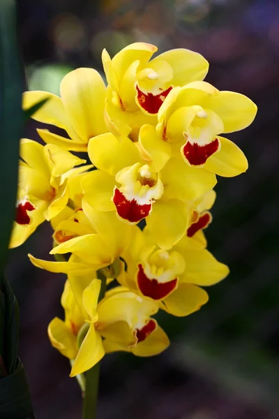 Закрыть желтый кимбидий, орхидею — стоковое фото