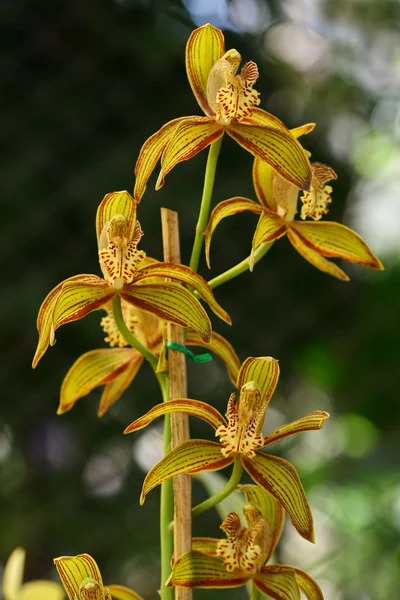 Cierre Amarillo cymbidium, orquídea — Foto de Stock