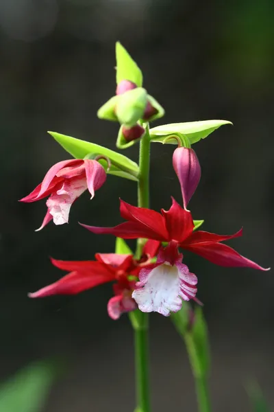 Fechar acima do orchid vermelho no jardim — Fotografia de Stock