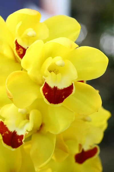 Cierre Amarillo cymbidium, orquídea —  Fotos de Stock