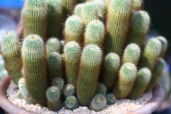 Close up cactus in garden — Stock Photo, Image