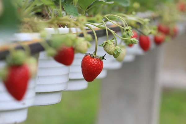Cerca de fresa roja en el jardín — Foto de Stock