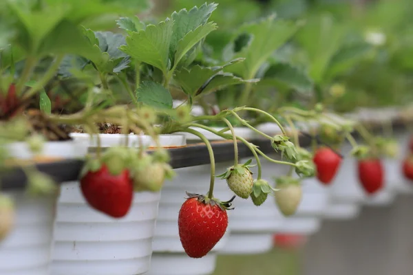 Cerca de fresa roja en el jardín — Foto de Stock