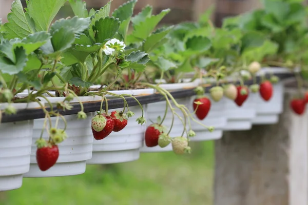 Cerca de fresa roja en el jardín — Foto de Stock