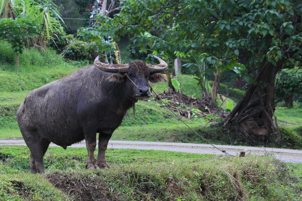 Water buffalo standing in field, Thailand — Stock Photo, Image