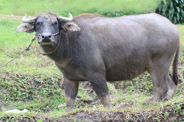 Water buffalo staande in veld, thailand — Stockfoto