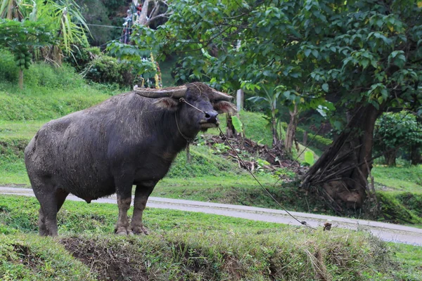 Bufalo d'acqua in piedi in campo, Thailandia — Foto Stock