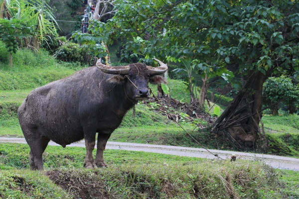 Bufalo d'acqua in piedi in campo, Thailandia — Foto Stock