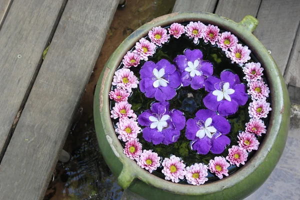 Flor púrpura en olla de agua — Foto de Stock