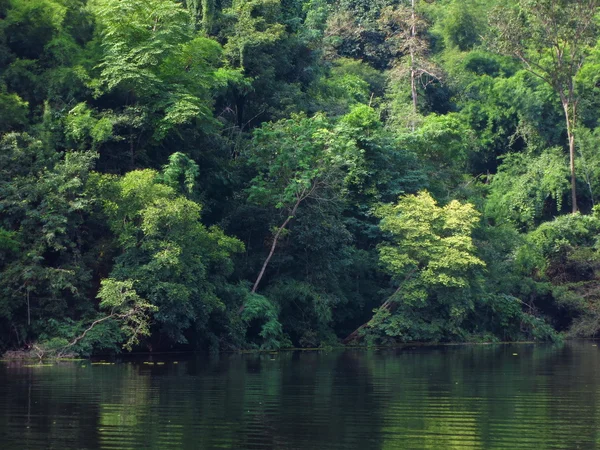 Зеленое дерево в лесу и реке — стоковое фото