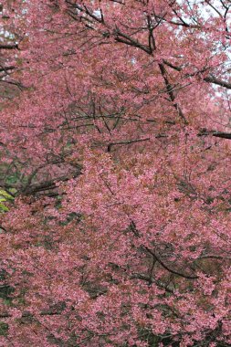 pembe sakura çiçek ağaç arka plan
