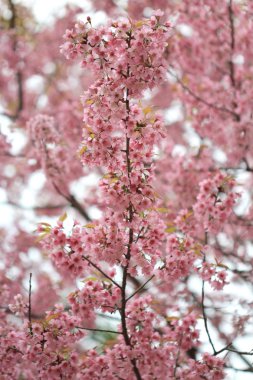 pembe sakura çiçek ağaç arka plan