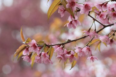 pembe sakura çiçek ağaç arka plan