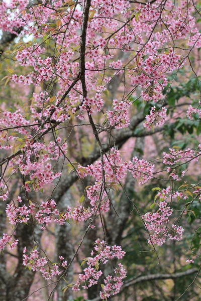 Pink sakura flower tree background — Stockfoto