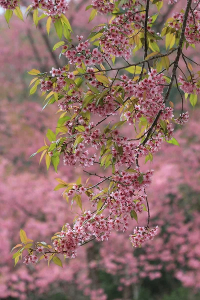 ピンクの桜の花のツリーの背景色 — ストック写真
