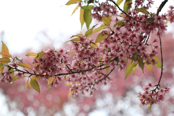 Růžový sakura strom v lese — Stock fotografie